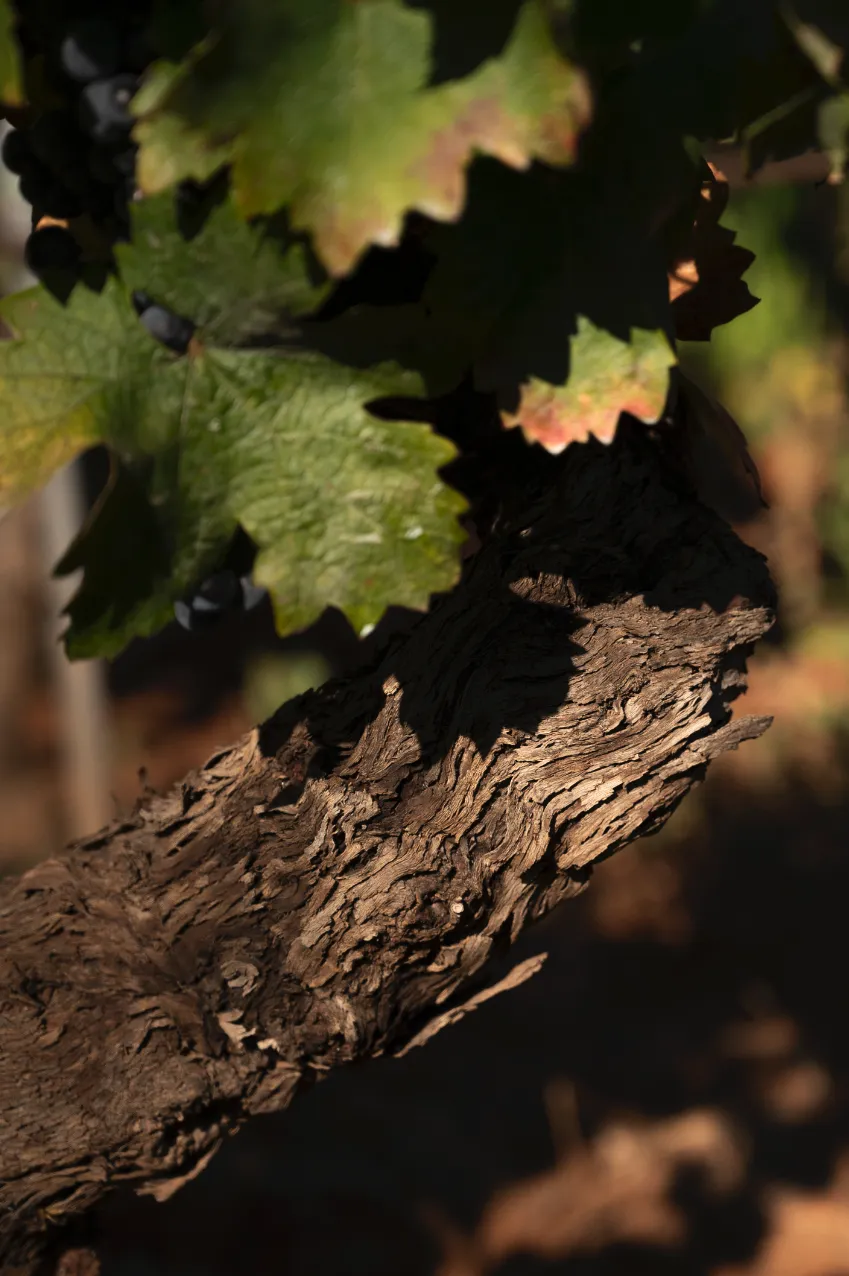 6f3ea196650319bbb63ce4a83ac01253601ce82e