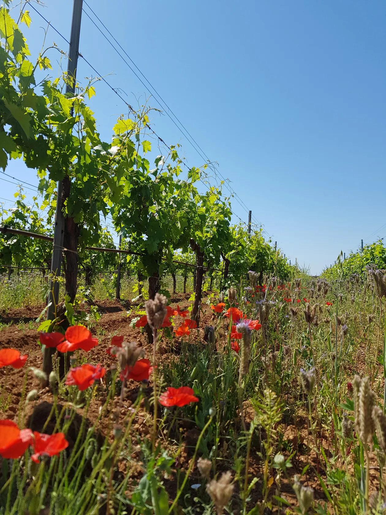 ae72bec9fbc867479cf2abf491066fd4856b2a36