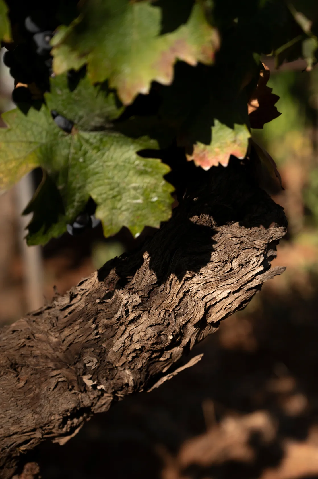 ca97fd9e5a9f319185b0a5ab3e85026472fa8ff7