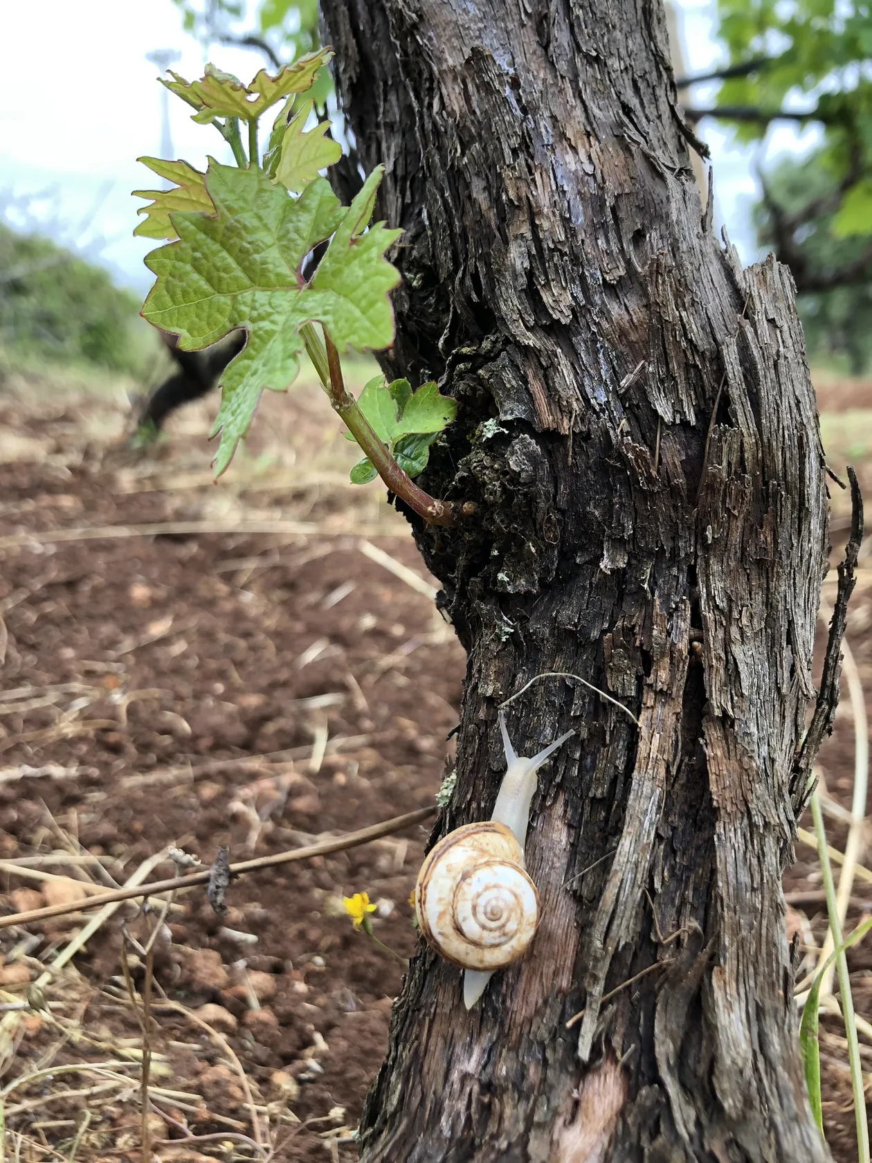 de3caea8d4ed9f2d9b188fc4136a835b67986e46